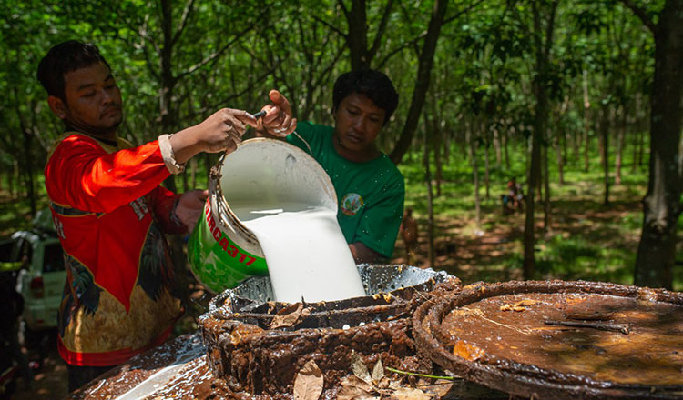 Cambodia earns over $397M from rubber exports in Q3